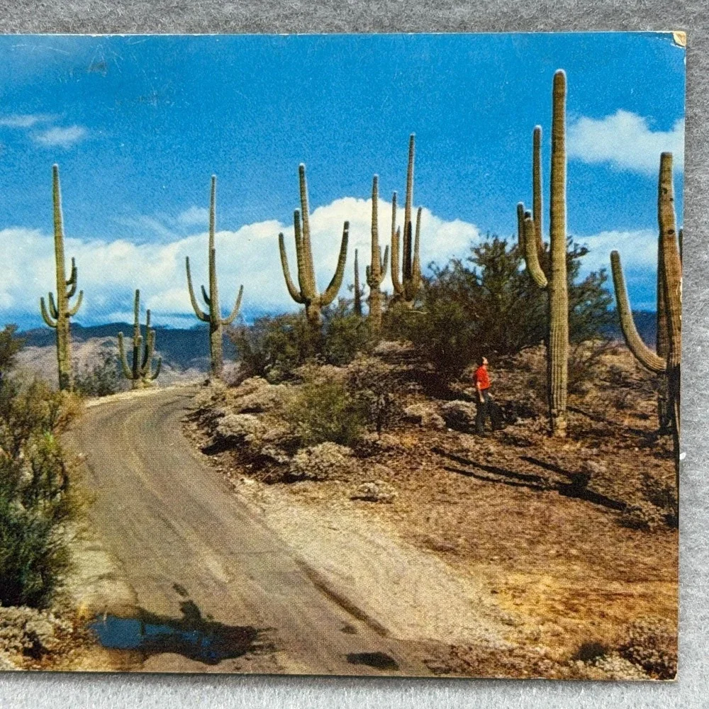 Saguaro Forest Arizona Saguaro Cacti‎ Scenic Desert Road 1963 AZ Posted POSTCARD